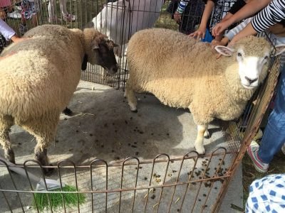 羊やウサギとふれあえるちびっこ動物園も大人気でした。
